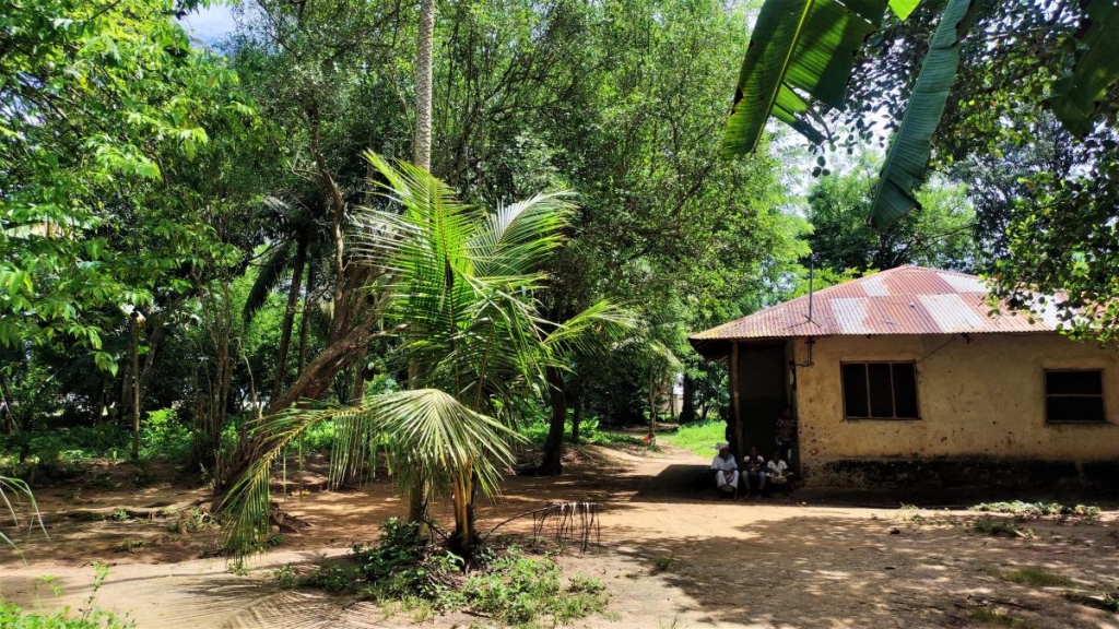 Досліджуючи Занзібар, частина 2: справжнє африканське сафарі та Фредді Мерк'юрі 16 Типова плантація спецій на Занзібарі / фото Марина Григоренко