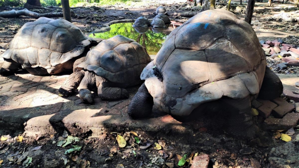 Досліджуючи Занзібар, частина 2: справжнє африканське сафарі та Фредді Мерк'юрі 27 Гігантські черепахи на острові Чанг / фото Марина Григоренко