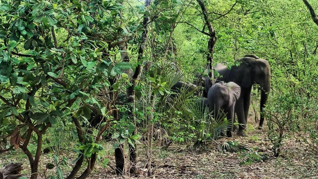 Досліджуючи Занзібар, частина 2: справжнє африканське сафарі та Фредді Мерк'юрі 1 Варто бути готовими, що не всі тварини вийдуть до вас під час сафарі / фото Марина Григоренко