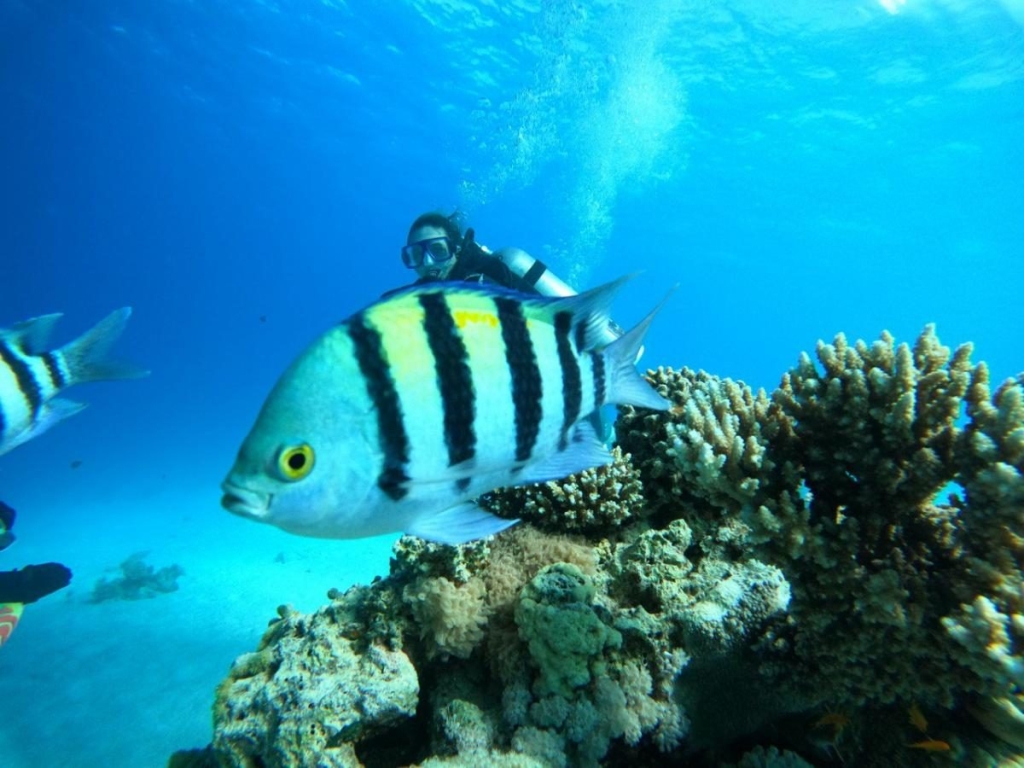 Другий дім Шарм Ель Шейх. Зимова розрада з вигодами для українців 95 Другий дім Шарм Ель Шейх. Зимова розрада з вигодами для українців