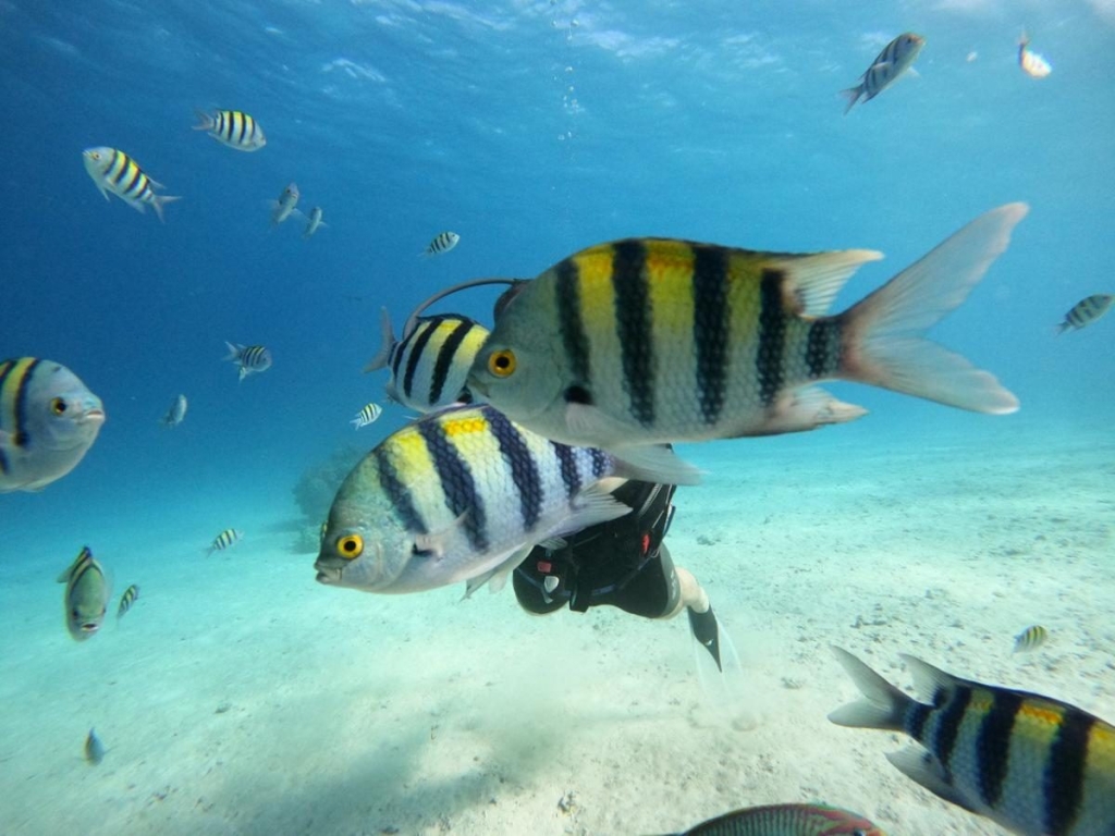 Другий дім Шарм Ель Шейх. Зимова розрада з вигодами для українців 98 Другий дім Шарм Ель Шейх. Зимова розрада з вигодами для українців