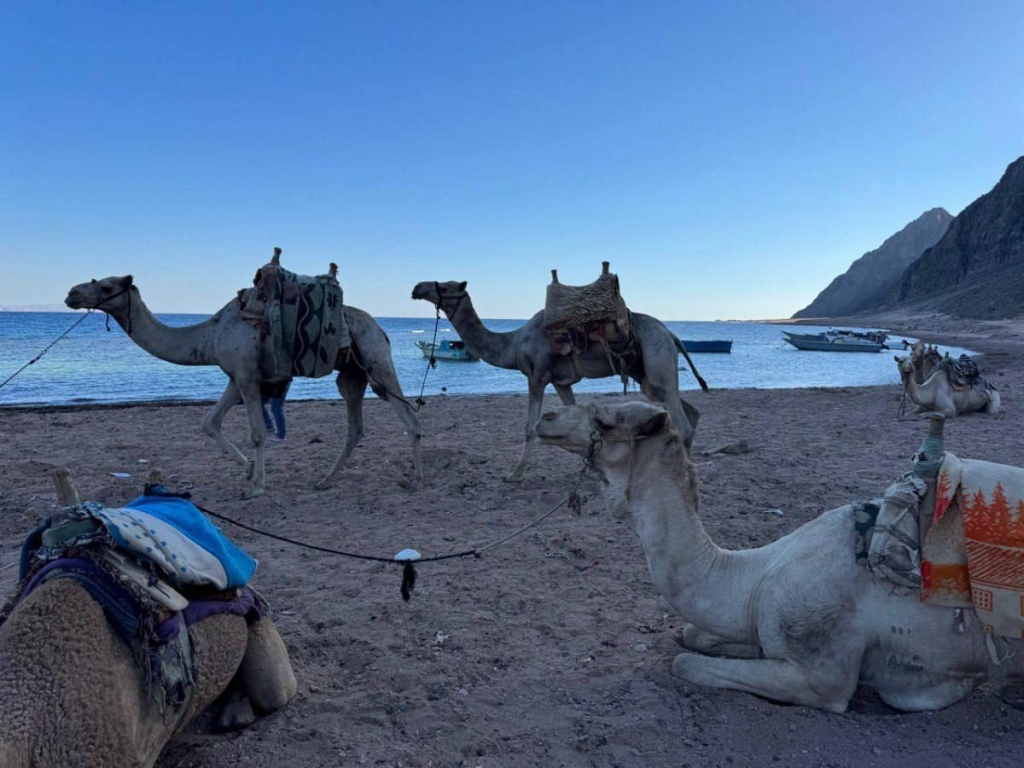 Другий дім Шарм Ель Шейх. Зимова розрада з вигодами для українців 108 Другий дім Шарм Ель Шейх. Зимова розрада з вигодами для українців