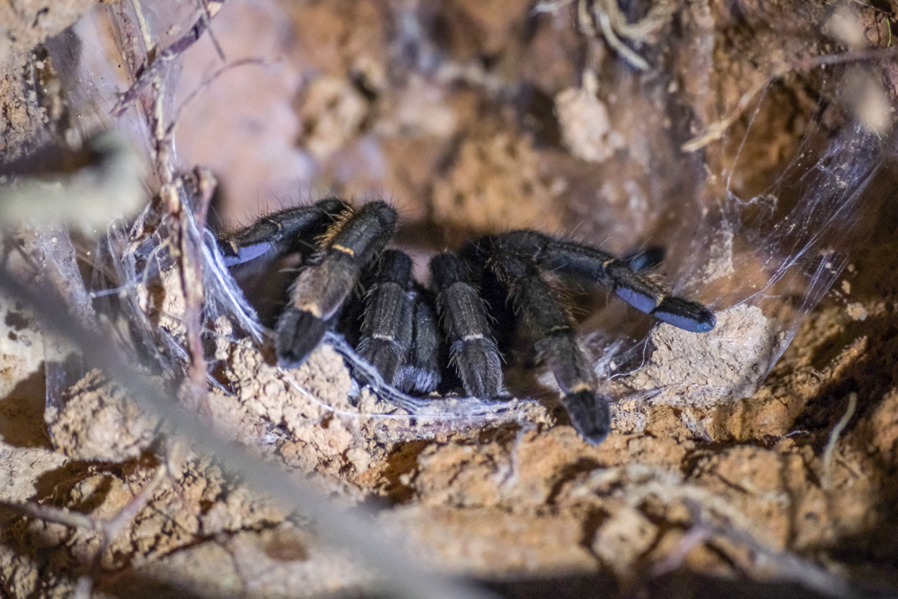 Захід сонця на Чео Лан Захід сонця над озером Чео Лан в Као Сок, Таїланд, відбивається у воді