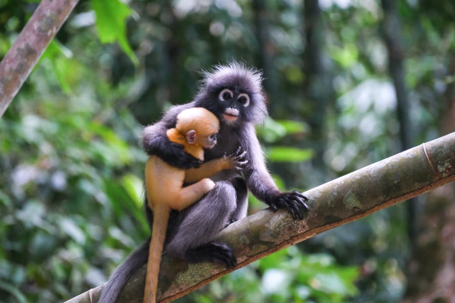 Село Клонг Сок: Спокій Вид на село Клонг Сок, оточене тропічною зеленню в Таїланді