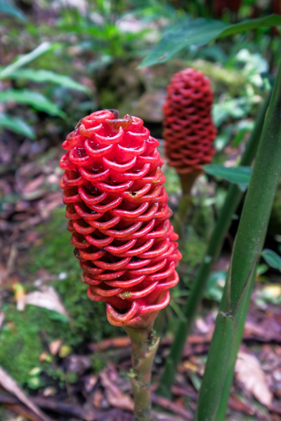 Відкриваючи історію Тайрона Турист фотографує руїни Загубленого міста в Колумбії