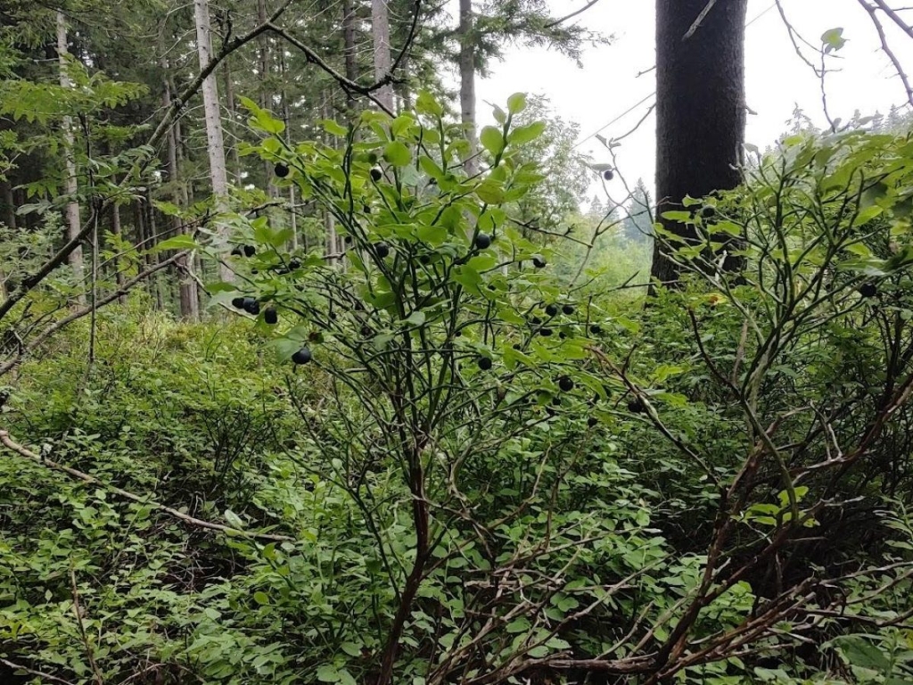 Гірська Чехія: де українцям відпочити від реалій війни і відчути себе як вдома 18 Гірська Чехія: де українцям відпочити від реалій війни і відчути себе як вдома