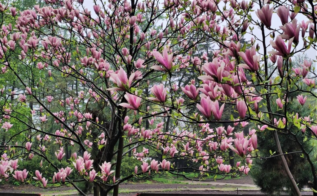 Квітуча Україна: чарівні ідеї для весняних подорожей 3 Магнолії в ботсаду Києва / фото Марина Григоренко