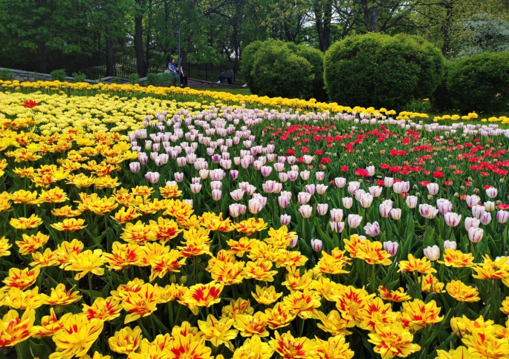 Квітуча Україна: чарівні ідеї для весняних подорожей 4 Тюльпани на "Співочому полі" у Києві / фото Марина Григоренко