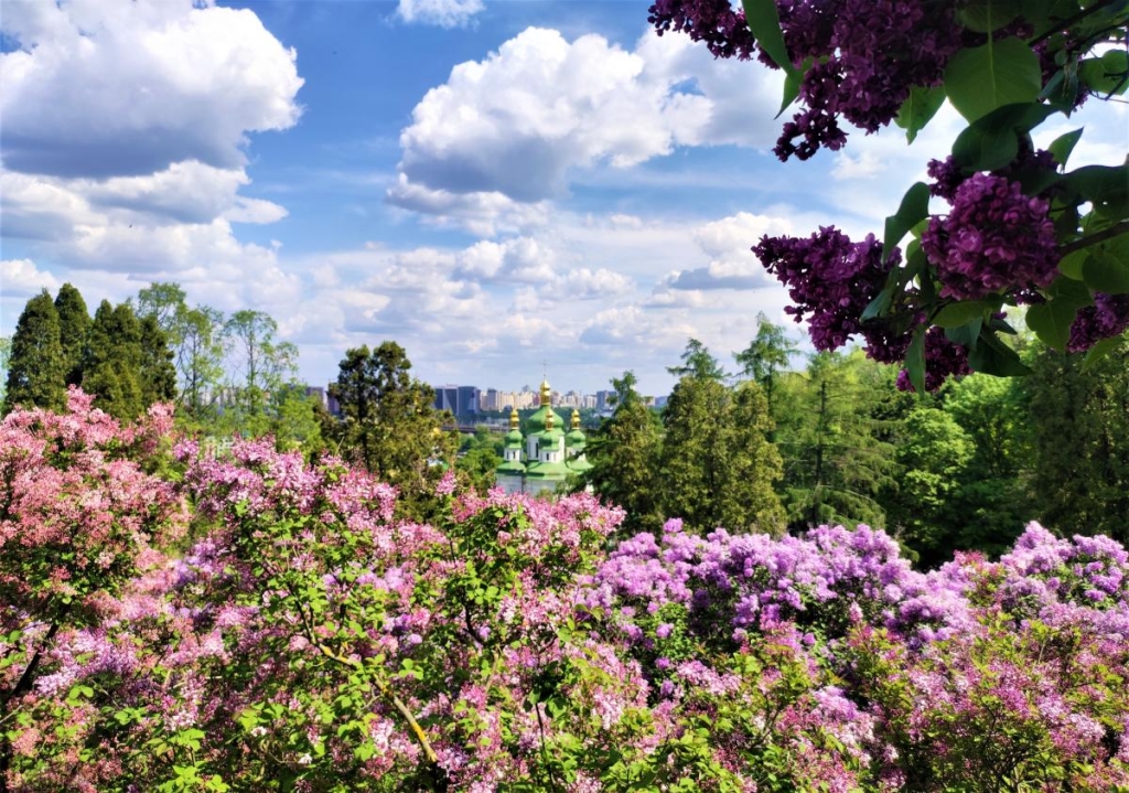 Квітуча Україна: чарівні ідеї для весняних подорожей 5 Цвітіння бузку в Києві / фото Марина Григоренко