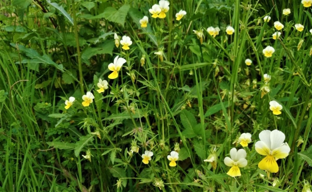 Львівщина для активних туристів: ідеї для піших походів у гори – Тустань, Східниця, Орів 40 Львівщина для активних туристів: ідеї для піших походів у гори – Тустань, Східниця, Орів