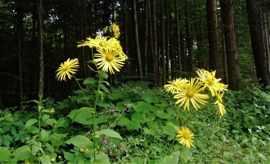 Львівщина для активних туристів: ідеї для піших походів у гори – Тустань, Східниця, Орів 39 Львівщина для активних туристів: ідеї для піших походів у гори – Тустань, Східниця, Орів