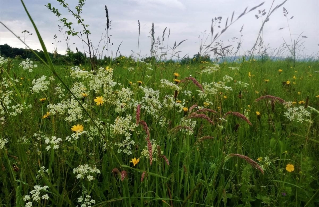 Львівщина для активних туристів: ідеї для піших походів у гори – Тустань, Східниця, Орів 102 Львівщина для активних туристів: ідеї для піших походів у гори – Тустань, Східниця, Орів