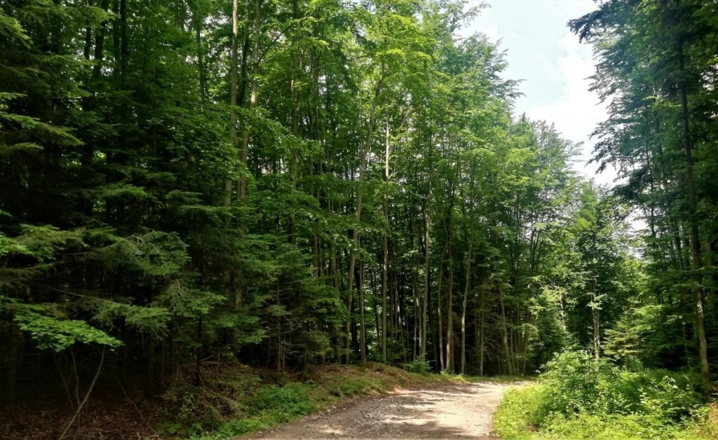 Львівщина для активних туристів: ідеї для піших походів у гори – Тустань, Східниця, Орів 71 Львівщина для активних туристів: ідеї для піших походів у гори – Тустань, Східниця, Орів