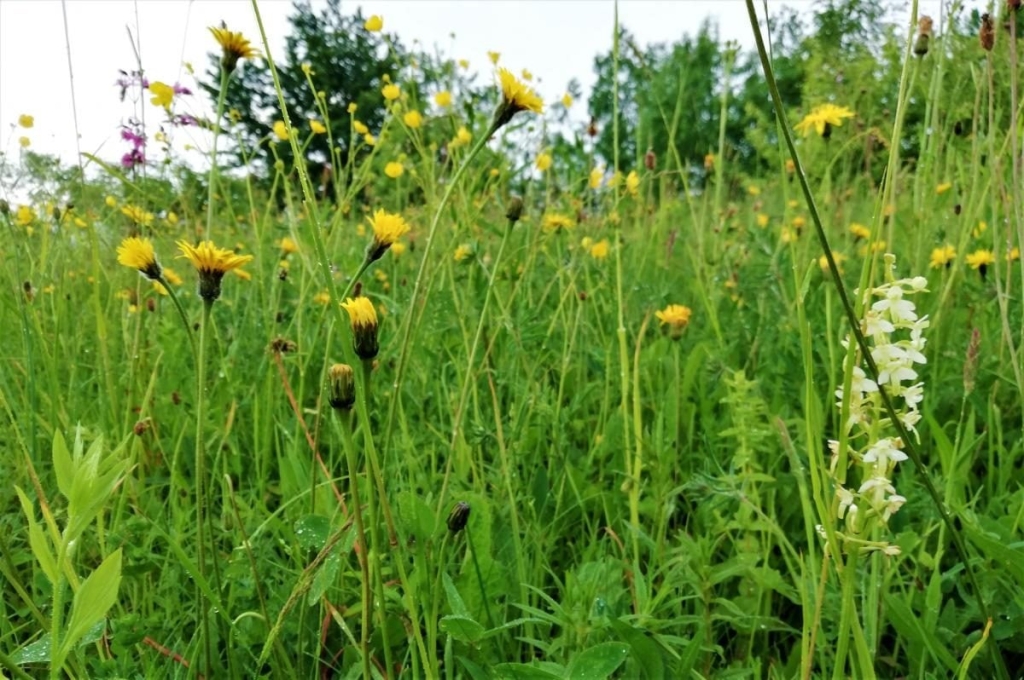 Львівщина для активних туристів: ідеї для піших походів у гори – Тустань, Східниця, Орів 111 Львівщина для активних туристів: ідеї для піших походів у гори – Тустань, Східниця, Орів