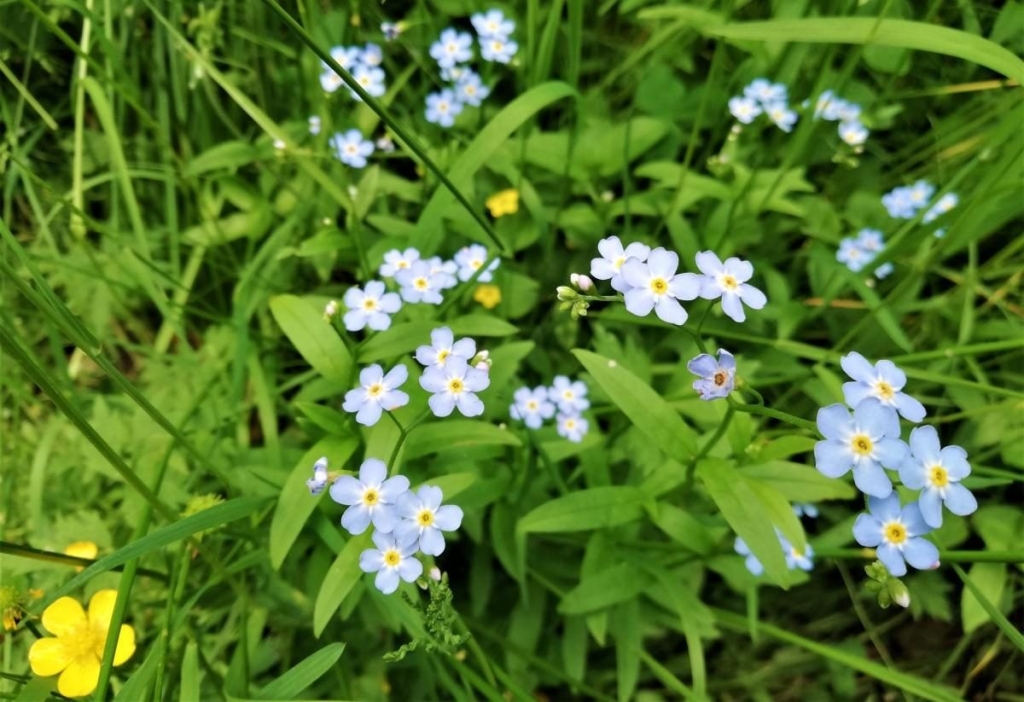 Львівщина для активних туристів: ідеї для піших походів у гори – Тустань, Східниця, Орів 62 Львівщина для активних туристів: ідеї для піших походів у гори – Тустань, Східниця, Орів