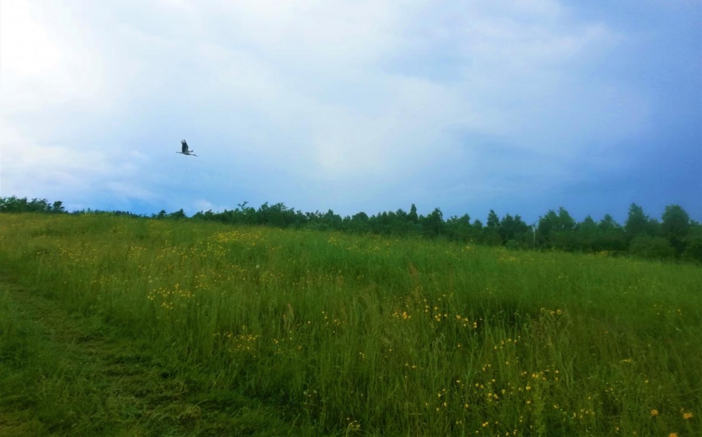 Львівщина для активних туристів: ідеї для піших походів у гори – Тустань, Східниця, Орів 118 Лелека на Орівському хребті / фото Марина Григоренко