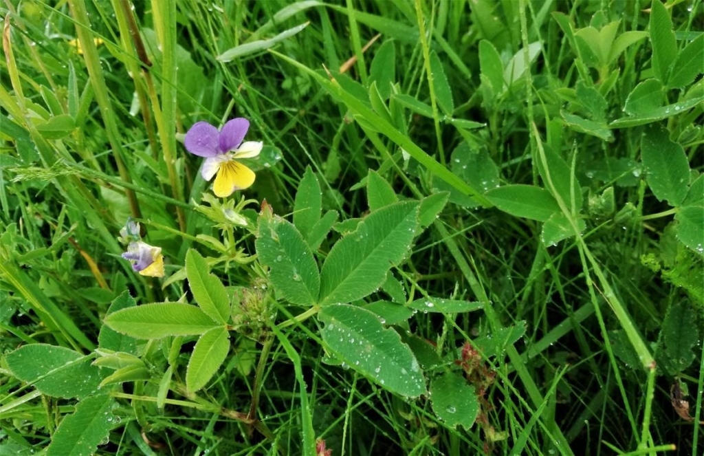 Львівщина для активних туристів: ідеї для піших походів у гори – Тустань, Східниця, Орів 110 Львівщина для активних туристів: ідеї для піших походів у гори – Тустань, Східниця, Орів