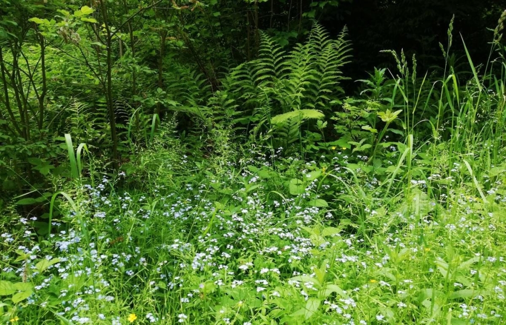 Львівщина для активних туристів: ідеї для піших походів у гори – Тустань, Східниця, Орів 61 Львівщина для активних туристів: ідеї для піших походів у гори – Тустань, Східниця, Орів