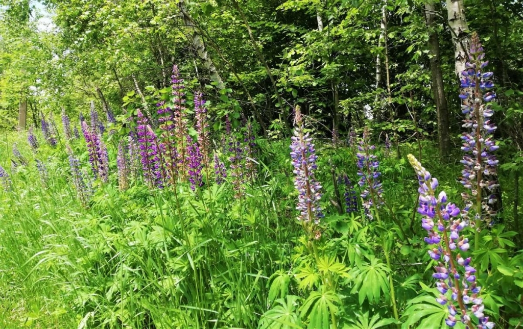 Львівщина для активних туристів: ідеї для піших походів у гори – Тустань, Східниця, Орів 49 Львівщина для активних туристів: ідеї для піших походів у гори – Тустань, Східниця, Орів