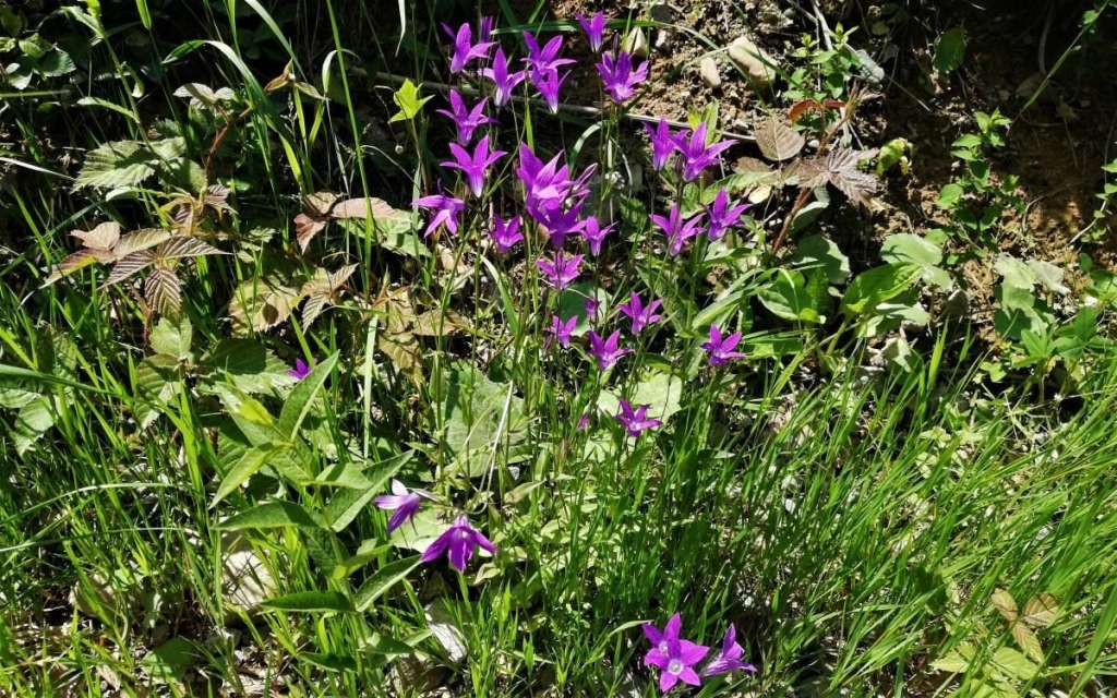 Львівщина для активних туристів: ідеї для піших походів у гори – Тустань, Східниця, Орів 41 Львівщина для активних туристів: ідеї для піших походів у гори – Тустань, Східниця, Орів