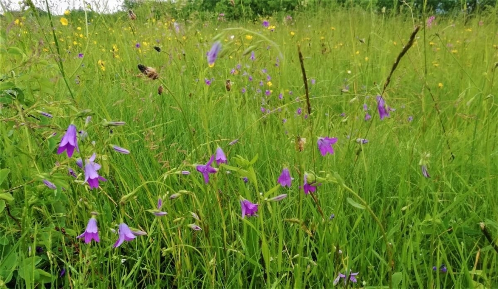 Львівщина для активних туристів: ідеї для піших походів у гори – Тустань, Східниця, Орів 106 Львівщина для активних туристів: ідеї для піших походів у гори – Тустань, Східниця, Орів