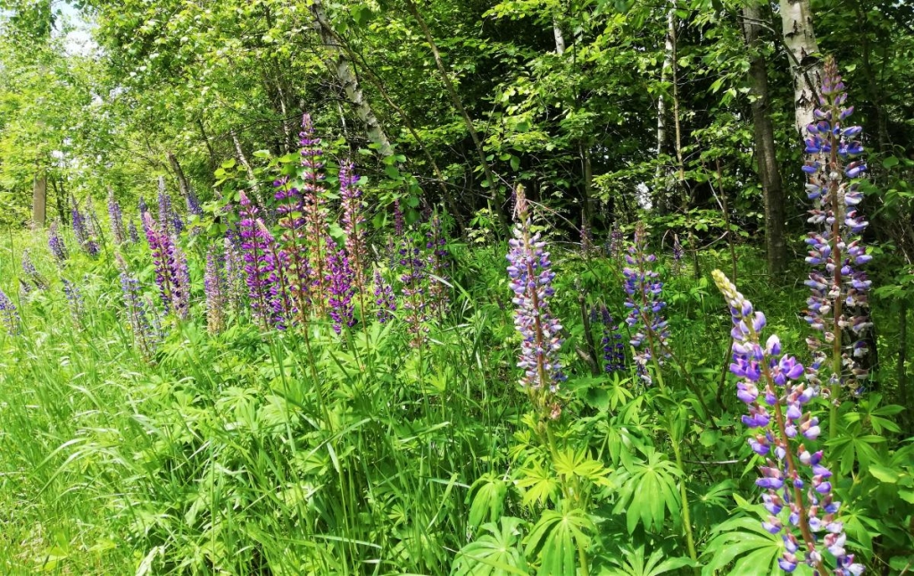 Львівщина для активних туристів: ідеї для піших походів у гори – Тустань, Східниця, Орів 65 Просто неймовірні квіти вздовж дороги / фото Марина Григоренко