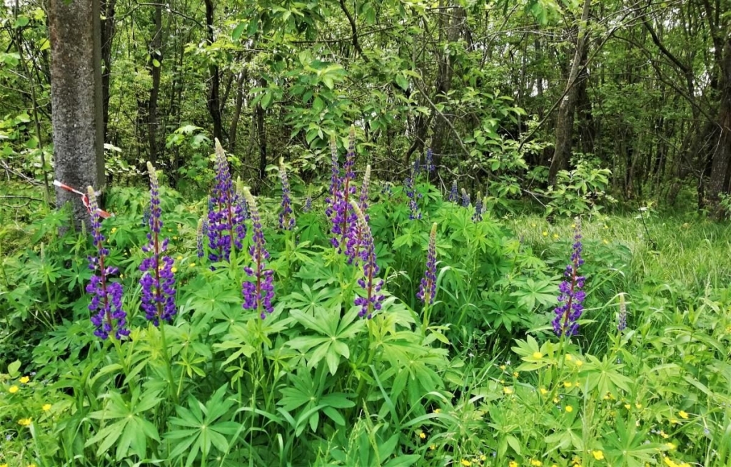 Львівщина для активних туристів: ідеї для піших походів у гори – Тустань, Східниця, Орів 48 Львівщина для активних туристів: ідеї для піших походів у гори – Тустань, Східниця, Орів