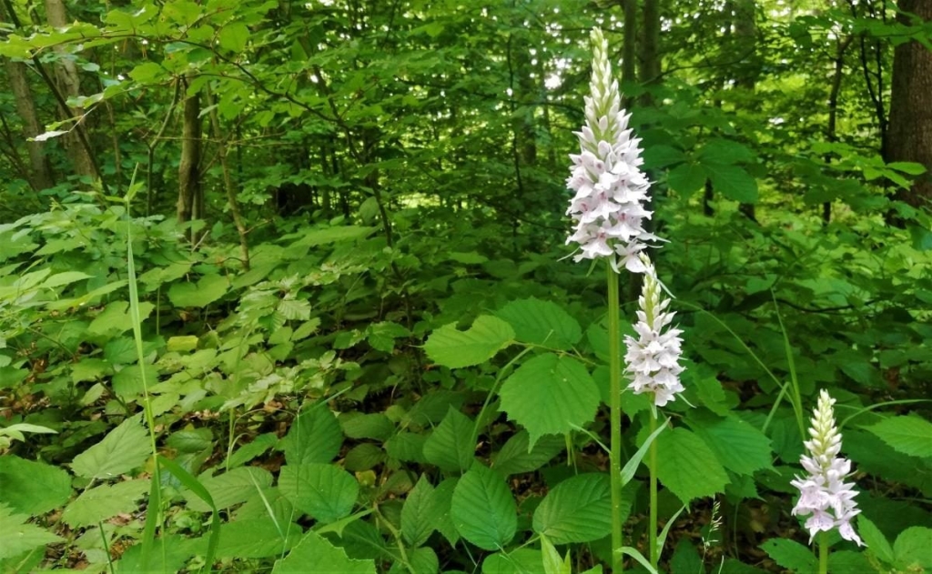 Львівщина для активних туристів: ідеї для піших походів у гори – Тустань, Східниця, Орів 105 Львівщина для активних туристів: ідеї для піших походів у гори – Тустань, Східниця, Орів