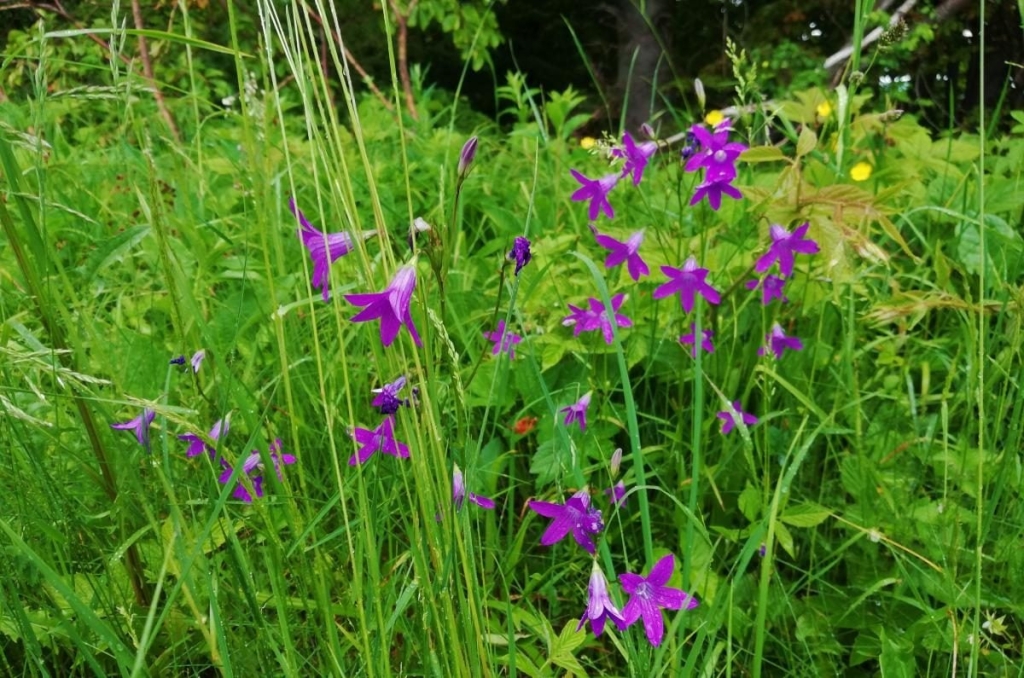 Львівщина для активних туристів: ідеї для піших походів у гори – Тустань, Східниця, Орів 114 Львівщина для активних туристів: ідеї для піших походів у гори – Тустань, Східниця, Орів