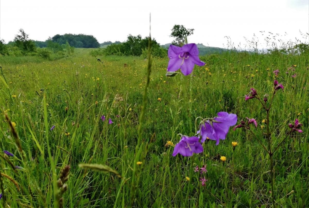 Львівщина для активних туристів: ідеї для піших походів у гори – Тустань, Східниця, Орів 112 Львівщина для активних туристів: ідеї для піших походів у гори – Тустань, Східниця, Орів