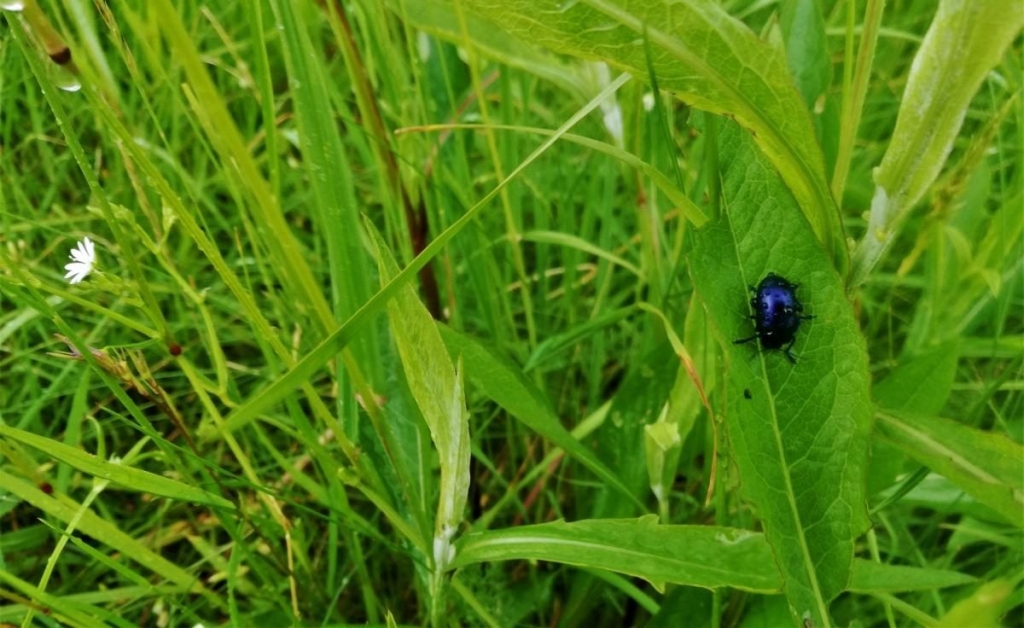 Львівщина для активних туристів: ідеї для піших походів у гори – Тустань, Східниця, Орів 107 Львівщина для активних туристів: ідеї для піших походів у гори – Тустань, Східниця, Орів