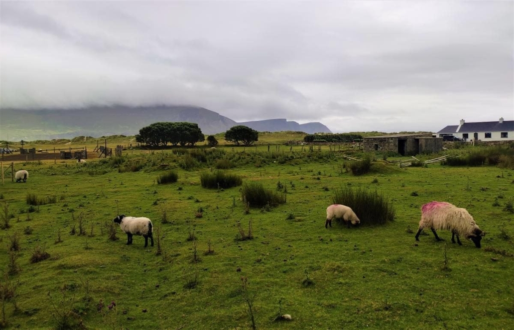 Маленька Ірландія: ідеалістичне містечко Вестпорт посеред дивовижної природи 27 Маленька Ірландія: ідеалістичне містечко Вестпорт посеред дивовижної природи
