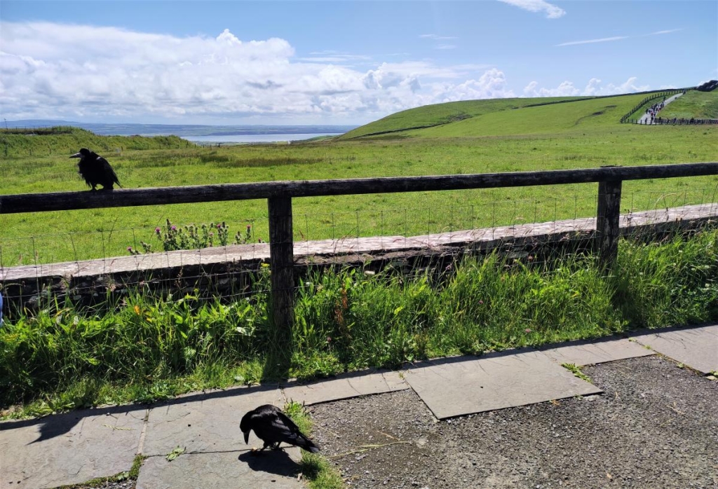 Мальовничі скелі Могер, або Ірландія "як в кіно" 33 Пернаті мешканці скель Могер / фото Марина Григоренко