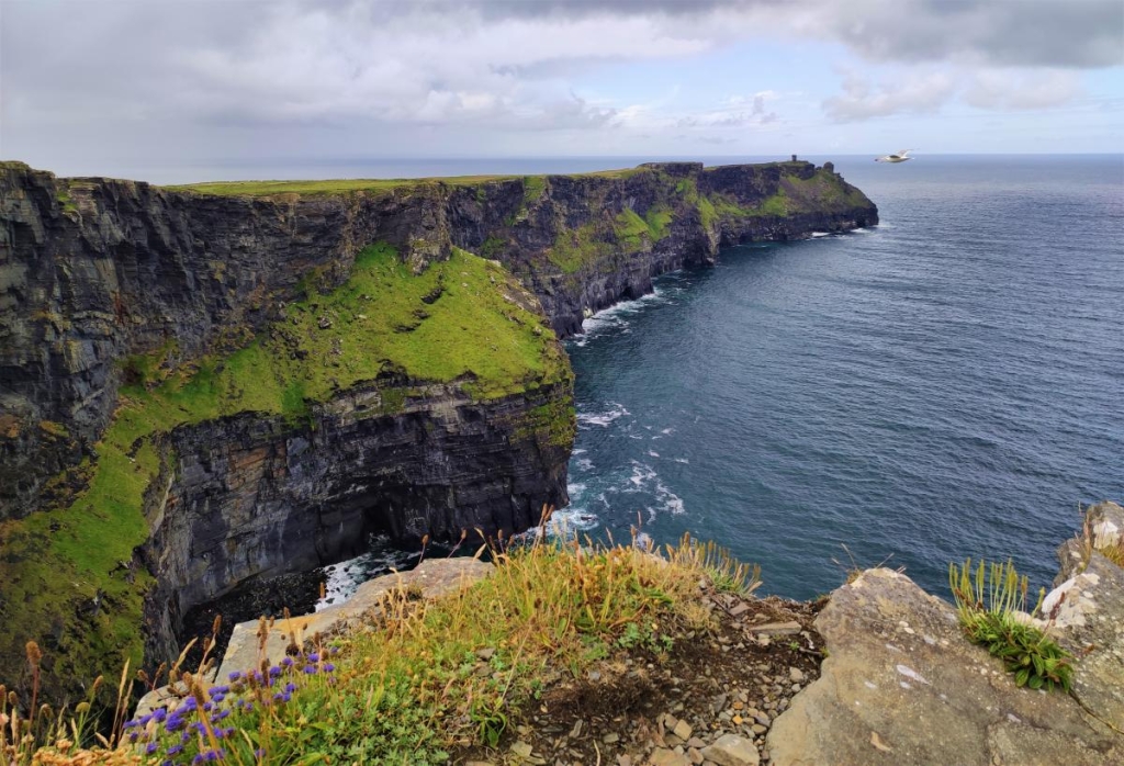 Мальовничі скелі Могер, або Ірландія "як в кіно" 34 На скелях Могер мешкає близько 30 тисяч птахів / фото Марина Григоренко