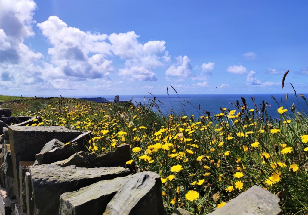 Мальовничі скелі Могер, або Ірландія "як в кіно" 39 На скелях Могер дуже багато польових трав і квітів / фото Марина Григоренко