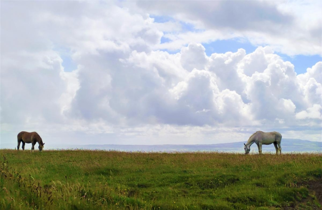 Мальовничі скелі Могер, або Ірландія "як в кіно" 35 На скелях Могер можна зустріти як свійських, так і диких тварин / фото Марина Григоренко