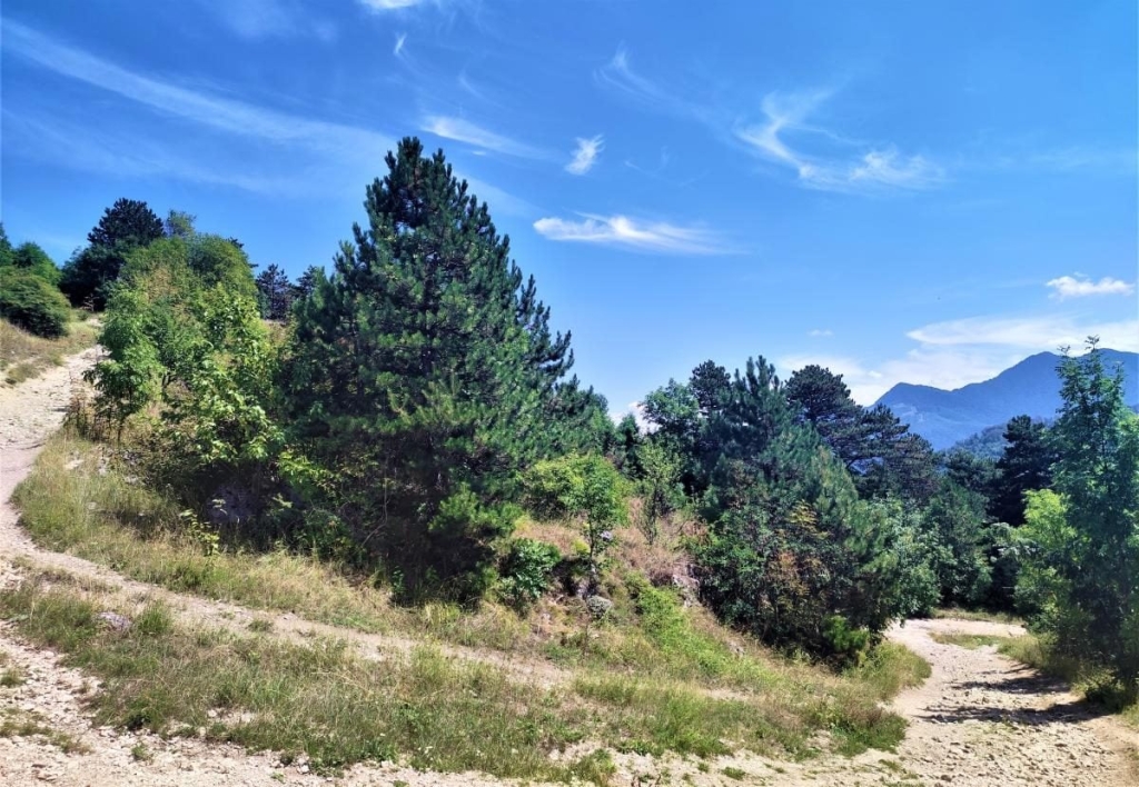 Не тільки замок Дракули: чим туристів приваблює трансільванське місто Брашов 47 Не тільки замок Дракули: чим туристів приваблює трансільванське місто Брашов