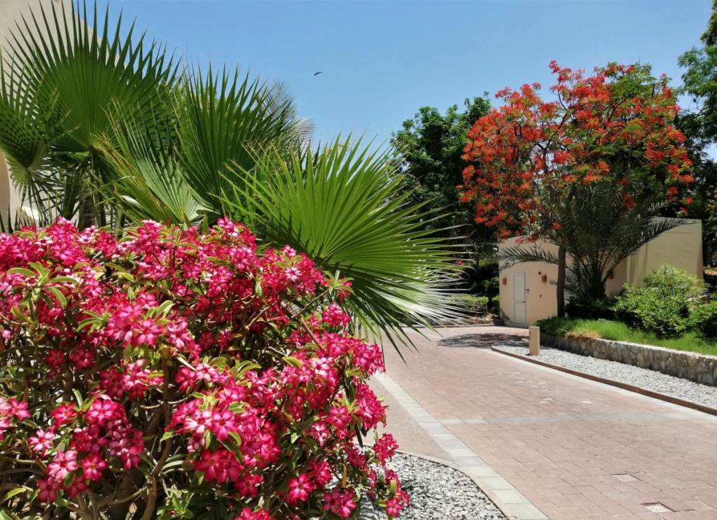 Незвідані Емірати: велич і спокій Рас-ель-Хайми 3 Просто дивно, як при такому кліматі в Рас-ель-Хаймі росте така краса / фото Марина Григоренко