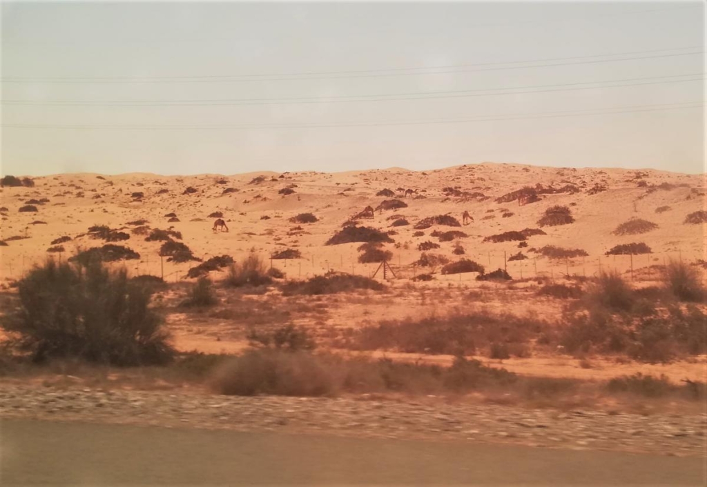 Незвідані Емірати: велич і спокій Рас-ель-Хайми 2 Десь тут можна розгледіти верблюдів / фото Марина Григоренко