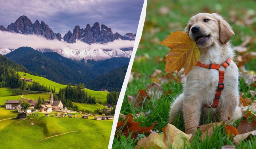Перлина Італії хоче ввести податок для туристів із собаками 1 Туристів у Больцано хочуть змусити платити за собак / колаж ТА