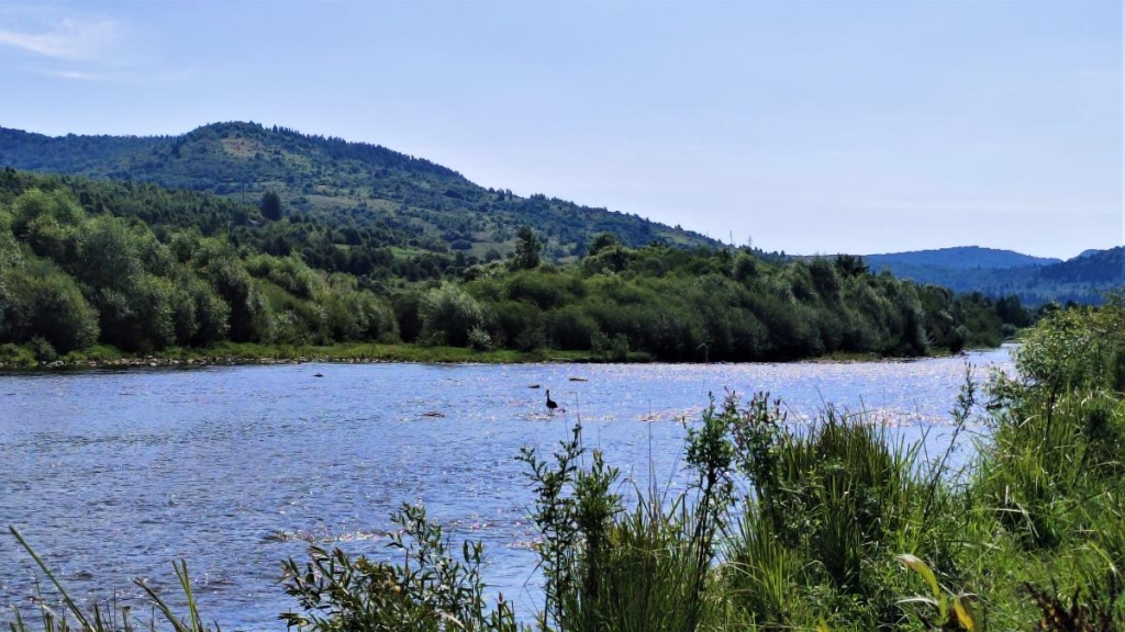 Похід зі Східниці до Урича: легше пройти ніж доїхати 18 Чорний лелека на річці Стрий / фото Марина Григоренко