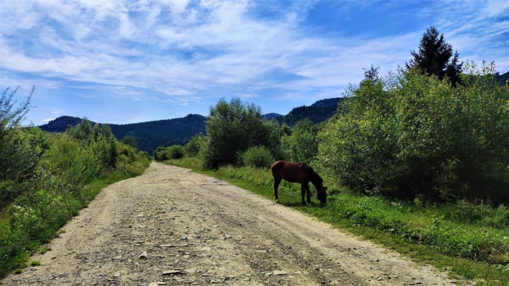 Похід зі Східниці до Урича: легше пройти ніж доїхати 19 Типові краєвиди Прикарпаття / фото Марина Григоренко