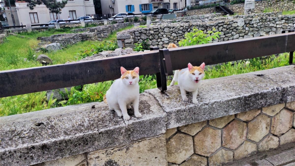 Приємна несподіванка: чому українцям варто звернути увагу на чорноморські пляжі Румунії 50 Котики Констанци на древніх руїнах / фото Марина Григоренко