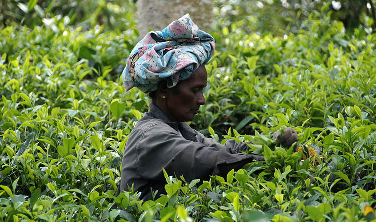 Буддійський храм на Шрі-Ланці Буддійський храм на Шрі-Ланці з яскравими кольорами та багатою архітектурою
