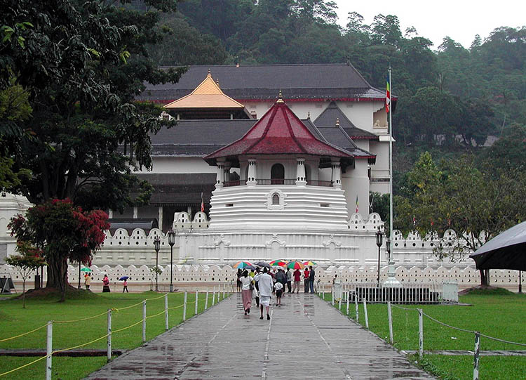 Слони Шрі-Ланки в дикій природі Слони на Шрі-Ланці: стадо слонів, що йде через національний парк