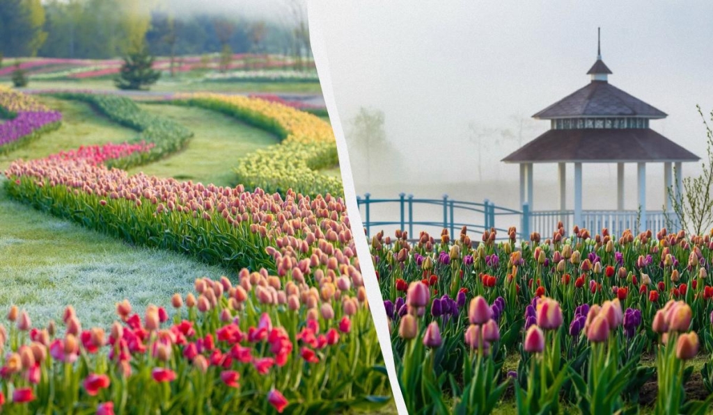 Тюльпанова лихоманка: де шукати квіткові поля в Україні цього року 1 Тюльпанові поля в "Добропарку" / колаж ТА