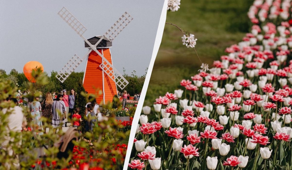 Тюльпанова лихоманка: де шукати квіткові поля в Україні цього року 4 Тюльпанове поле в Мамаївцях / колаж ТА