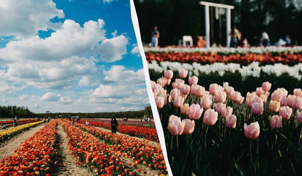 Тюльпанова лихоманка: де шукати квіткові поля в Україні цього року 5 Волинська Голландія біля Луцька / колаж ТА