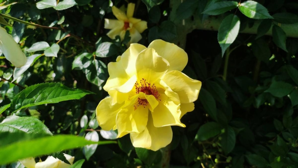 У ботсаду Києва розпочалося масове цвітіння троянд (фоторепортаж, відео) 16 У ботсаду Києва розпочалося масове цвітіння троянд (фоторепортаж, відео)