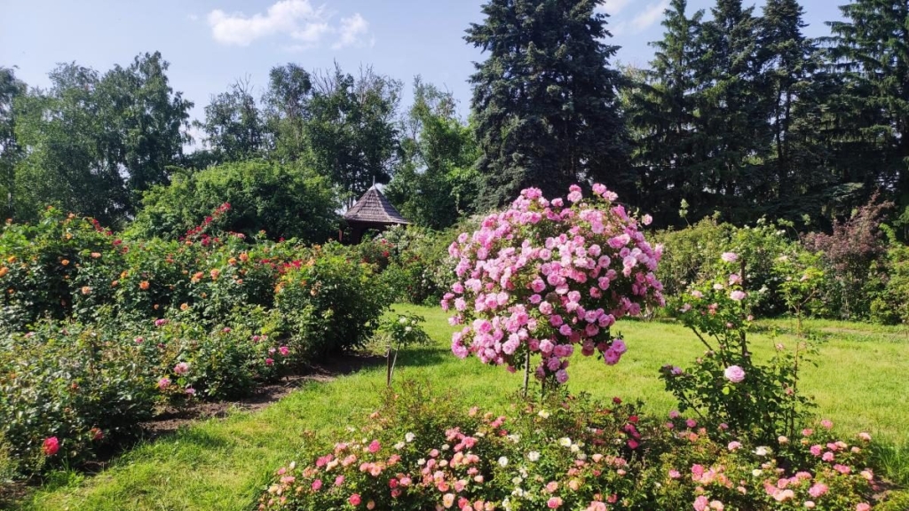 У ботсаду Києва розпочалося масове цвітіння троянд (фоторепортаж, відео) 7 У ботсаду Києва розпочалося масове цвітіння троянд (фоторепортаж, відео)